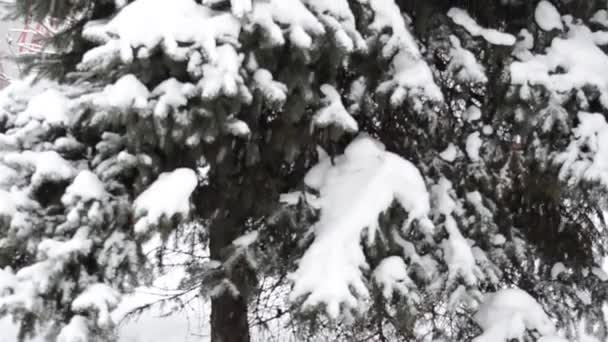 冬の風景に雪に覆われた木 — ストック動画