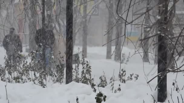 Snowy trees on a winter landscape — Stock Video