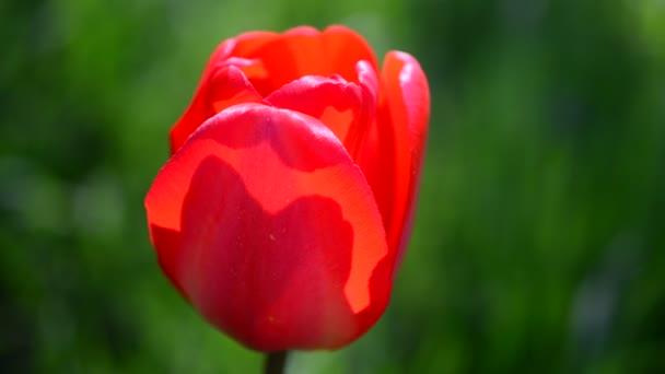 Tulipany wiosną — Wideo stockowe