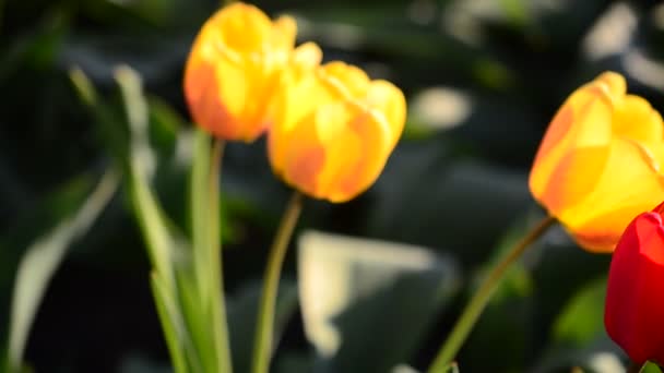 Tulipanes en primavera — Vídeo de stock