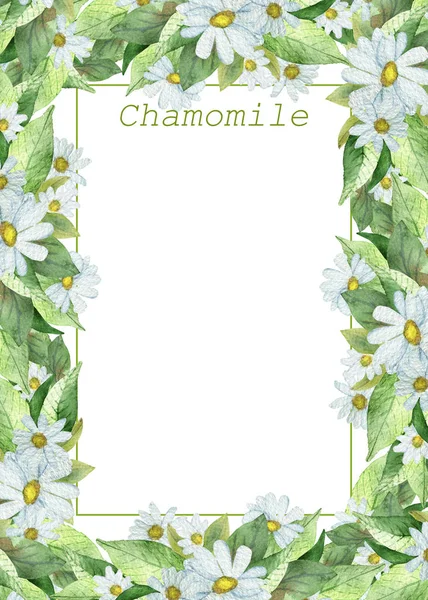 Watercolor hand painted nature herbal floral border frame with white flower chamomile with yellow middle, green leaves bouquet on the white background for invite and greeting card with space for text