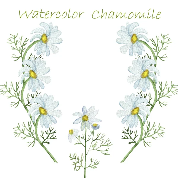水彩手描きの自然花の組成は招待状やグリーティングカードのための白い背景に分離黄色の真ん中と緑の枝と白い花のカモミールと花束フレーム — ストック写真