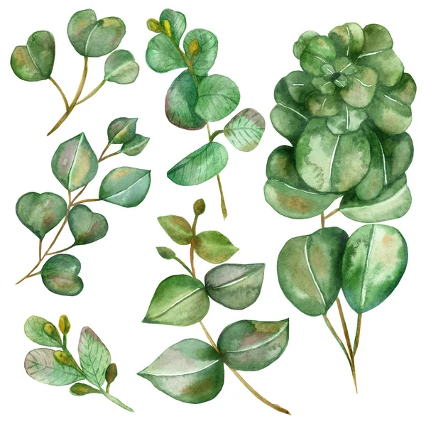 白を基調とした茶色の枝に異なるユーカリの緑の葉で設定された水彩手描きの自然植物 流行のデザイン要素のためのエコ要素 招待状とカード — ストック写真