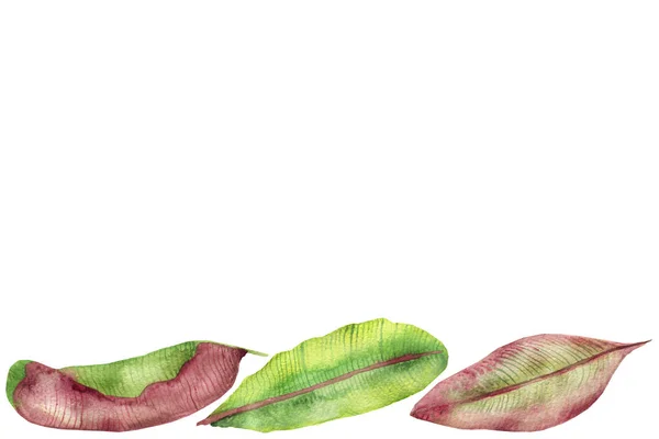 多色香蕉叶的水彩旗 在白色背景上隔离 手绘香蕉叶的构图为美丽的设计邀请函 有文字空间 — 图库照片