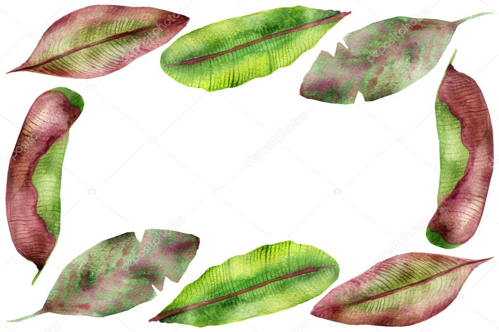 Tropical watercolor frame, red, yellow and green banana leaves, veined, isolated on white background, with space for text, for invitations, wedding and greeting cards, cafe menus, posters .