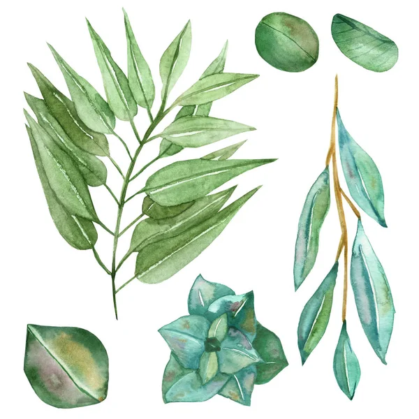 緑のユーカリの枝と多肉植物がセットされた水彩手描きの自然流行のデザイン要素 招待状とグリーティングカードのための白い背景に隔離された異なる植物 — ストック写真