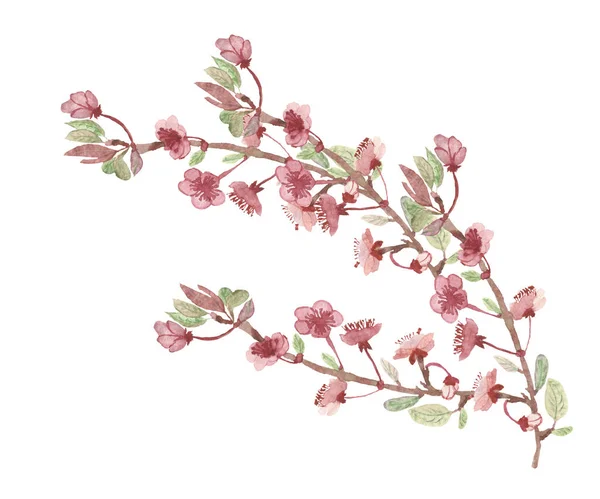 Akvarel Ručně Malované Příroda Květinové Složení Jabloní Květy Růžové Květy — Stock fotografie