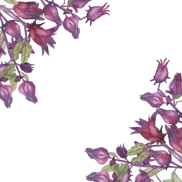Hibiskusblüten und -früchte handbemalt mit Aquarell auf weißem Hintergrund. — Stockfoto