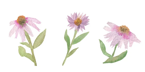Acquerello dipinto a mano natura romantico set floreale con tre coneflowers rosa (echinacea) e foglie verdi e rami isolati su sfondo bianco per carte di design romantico e a base di erbe — Foto Stock