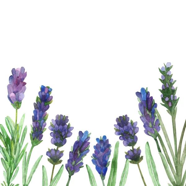 Akwarela Ręcznie Malowane Natura Kwiatowa Kompozycja Ramka Purpurowe Kwiaty Lawendy — Zdjęcie stockowe