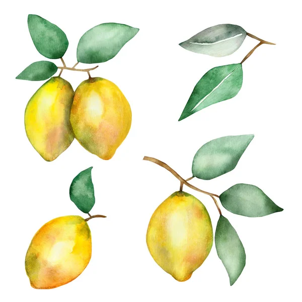 Watercolor Hand Painted Nature Set Citrus Yellow Lemons Brown Branches — Stockfoto