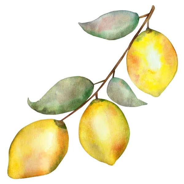 Watercolor Hand Painted Nature Fruit Citrus Composition Yellow Three Lemons — ストック写真