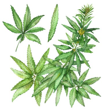 Suluboya el boyama doğa ile yeşil kenevir marihuana ot bitkileri bitki yaprakları, dallar ve çiçekler farklı tasarım unsurları için beyaz arka planda izole edilmiş