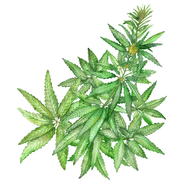 水彩画手绘自然绿麻杂草叶和枝组成花束和黄色花朵顶部的植物白色背景为草本生态设计元素 — 图库照片