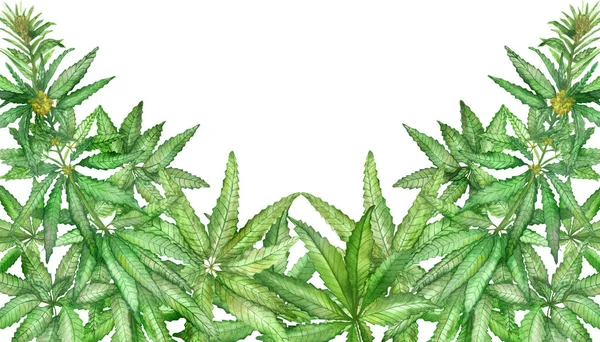 水彩画手绘自然草本旗帜构图 绿色大麻叶 分枝和黄色花朵在白色背景上 用于邀请和问候卡片与文字的空间 — 图库照片