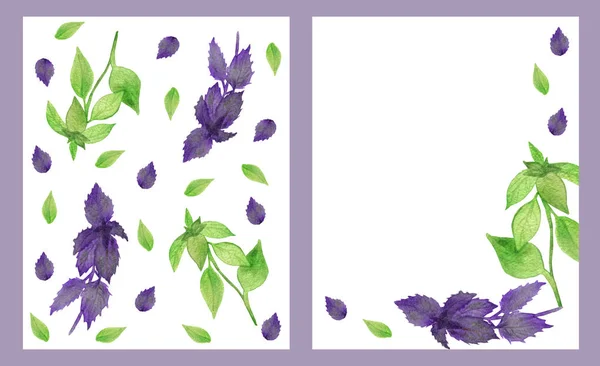 水彩画自然香料植物两帧构图 绿色和紫色罗勒分枝 白色背景上的叶子 用来邀请和问候卡片与文字的空间 — 图库照片