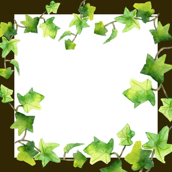 Υδατογραφία Χέρι Ζωγραφισμένα Στο Τετράγωνο Πλαίσιο Σύνθεση Πράσινο Loach Κισσό — Φωτογραφία Αρχείου