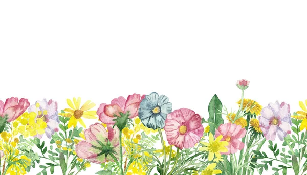 Watercolor hand painted nature herbal meadow floral banner composition with pink acacia, Arnica, wormwood, blue Daisy, yellow dandelion flower and green leaves on the white background