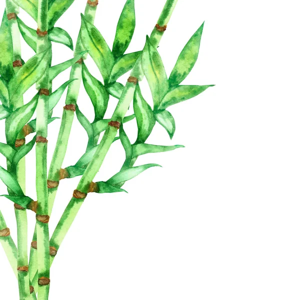 Watercolor hand painted nature eco banner composition with green bamboo plants leaves and branches bouquet on the white background for invitations and greeting cards with the space for text