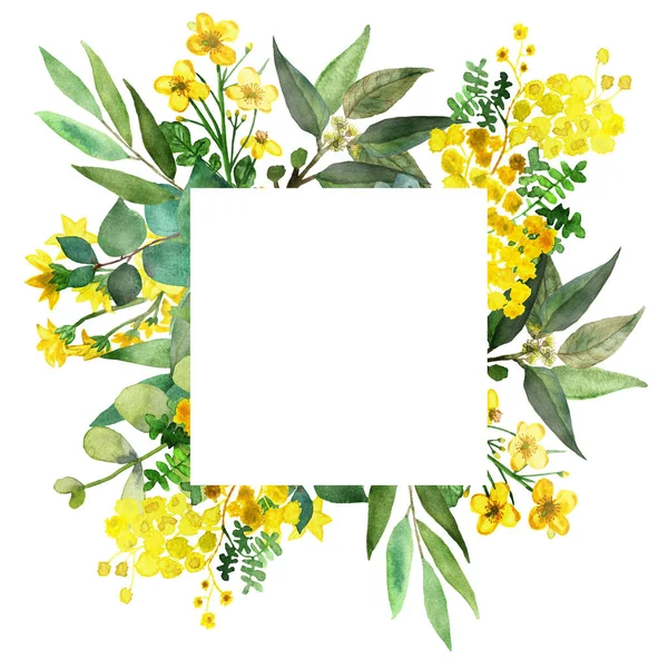 水彩手は 招待状やグリーティングカードのための白い背景に枝 黄色のアカシアやバターカップ花束組成上の緑ユーカリの葉と草原の自然二乗境界フレームを描いた — ストック写真