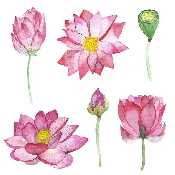 Akvarel Ručně Malované Příroda Květinové Asijské Kolekce Růžovou Lotosové Květy — Stock fotografie