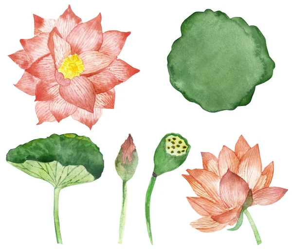 Aquarelle Peinte Main Plantes Eau Florale Nature Sertie Fleurs Lotus — Photo