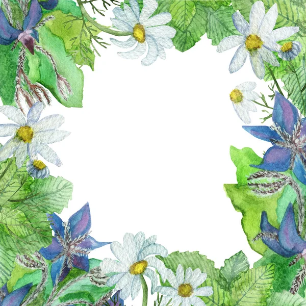 水彩手描きの自然花のハーブ植物の正方形の枠白花カモミールの花 紫色のボラージュと招待状とグリーティングカードのための白い背景に緑の葉 — ストック写真