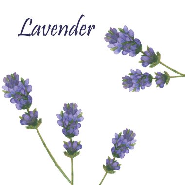 Suluboya el boyama doğa çiçek kompozisyonu mor çiçekli lavanta çiçekleri yeşil saplı buket beyaz arka planda, tasarım elementleri için lavanta metni ile yalıtılmış