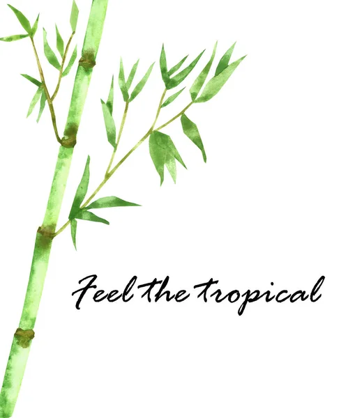 Watercolor hand painted nature eco asian composition with green jungle bamboo stem branch with leaves on the white background with feel the tropical text for design elements and cards