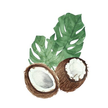 Suluboya el doğayı boyamış taze tropikal yaz kompozisyonu kahverengi hindistan cevizi meyvesi ve beyaz arka planda iki palmiye yaprağı tasarım elemanları ve kartlar için.