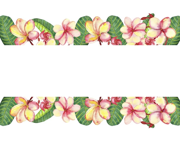 Акварель Ручной Окрашенной Природы Цветочный Баннер Розовыми Цветами Plumeria Зелеными — стоковое фото