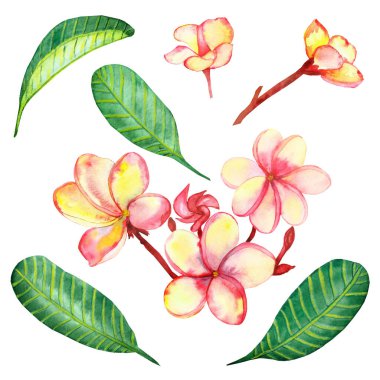Suluboya el boyası doğa çiçekli kompozisyon pembe çiçekli plumeria çiçekleri dallarda yeşil çizgili yapraklar beyaz arka planda izole, frangipani bitki koleksiyonu