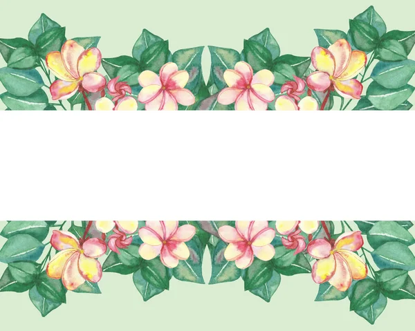 Aquarel Hand Geschilderd Natuur Bloemen Banner Compositie Met Roze Plumeria — Stockfoto