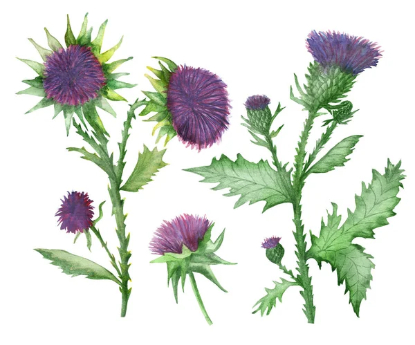 Akvarel Ručně Malované Přírodní Rostliny Plevele Set Složení Mléčné Bodláčí — Stock fotografie