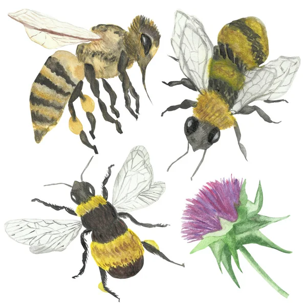 水彩画手描き自然野生動物と植物のセット構成3つの黒黄色の蜂昆虫と紫のミルクアザミの花緑の茎のコレクション白の背景に隔離された — ストック写真