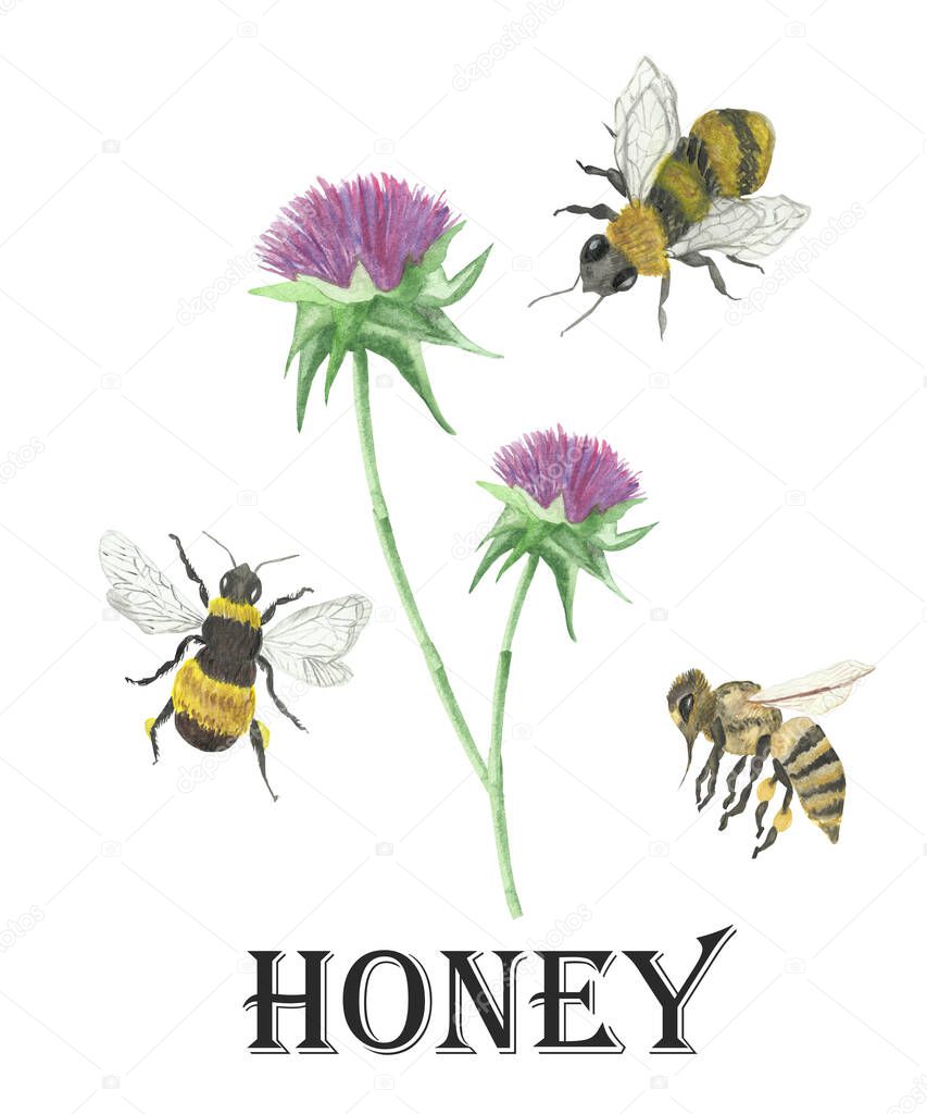 Watercolor hand painted nature wild insect and plant composition with yellow black three flying bees and pink milk thistle flower on green stem with honey text on the white background