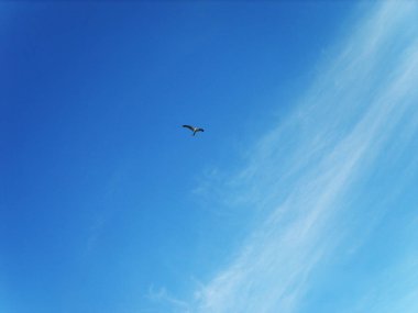 kuş, gök, mavi gökyüzü, bulutlar, gün, martı