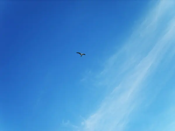 Pássaro, céu, céu azul, nuvens, dia, gaivota — Fotografia de Stock