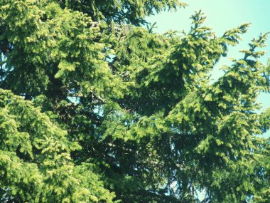 ağaç, dal, şube, Ladin,