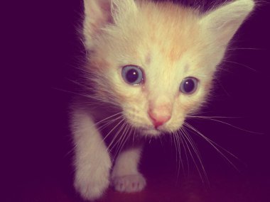 kedi, kırmızı, küçük, yavru