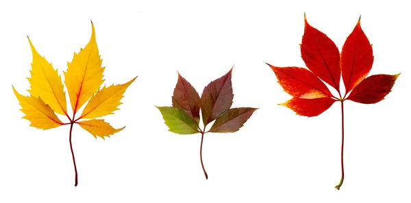 Herbstfärbung Blätter — Stockfoto