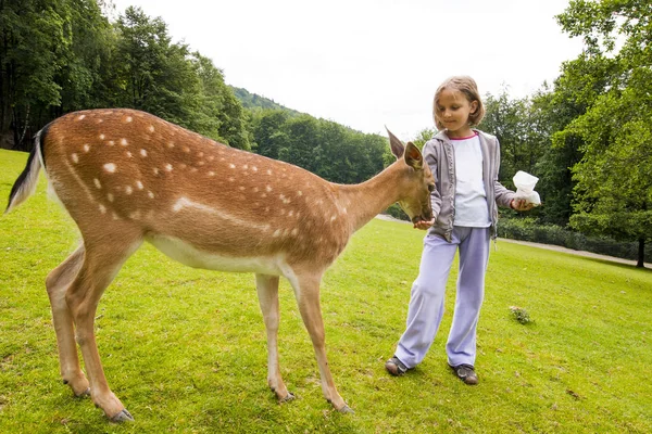 Girl Feeding Roe — Stock Photo, Image