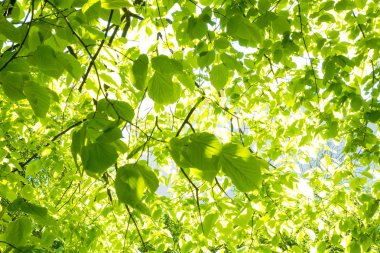 yeşil yapraklar arkaplan