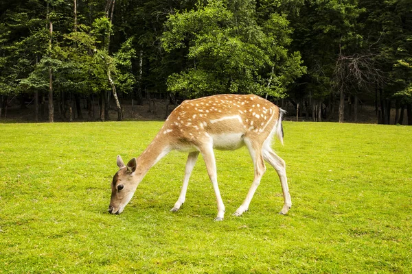 Roe Deer Eating — Stock Photo, Image