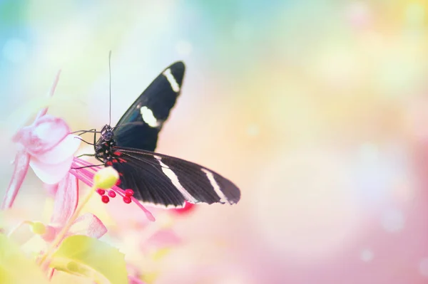 Mariposa Sobre Flor Rosa Colorido Bokeh Luz Suave Efecto Fondo — Foto de Stock