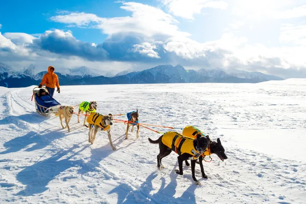 Los Perros Trineo Tiran Del Trineo Invierno Montaña Polaca —  Fotos de Stock