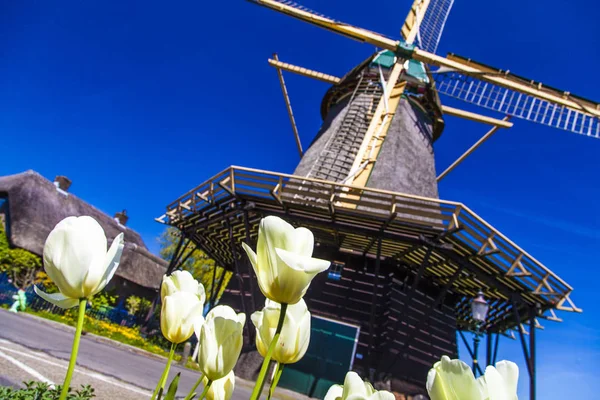 Watermill Hollandalı peyzaj