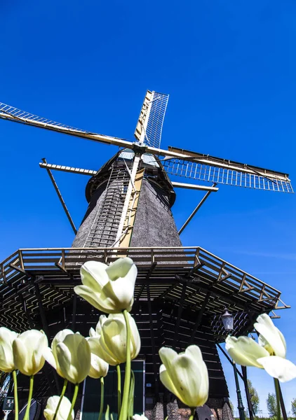 Watermill Hollandalı peyzaj