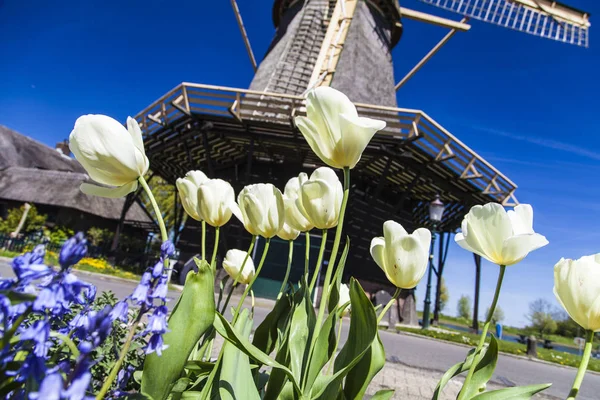 Watermill Hollandalı peyzaj