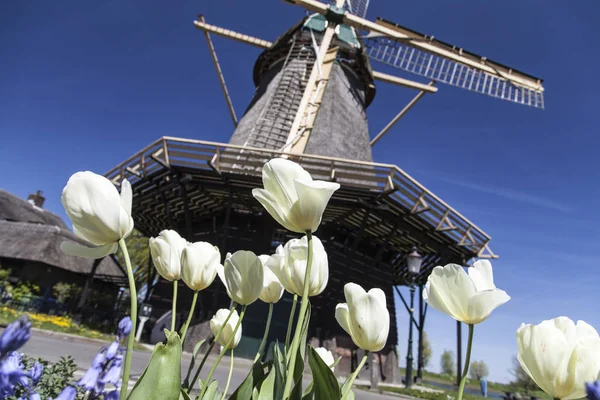 Watermill Hollandalı peyzaj